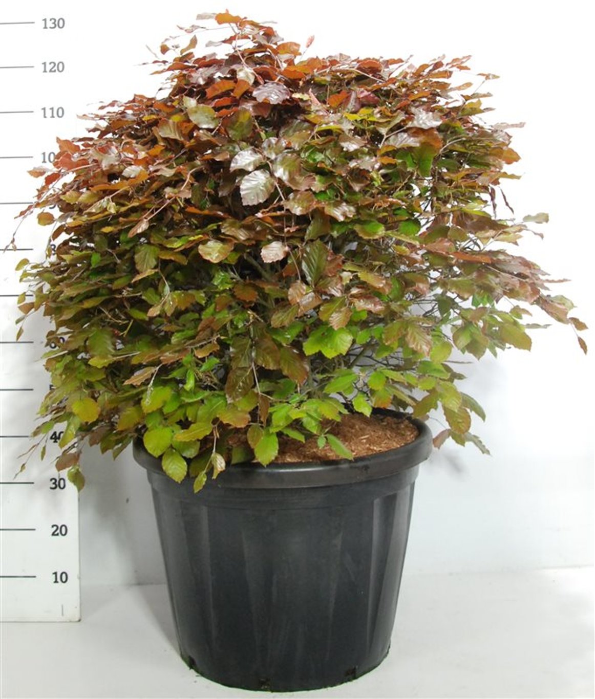 Fagus syl. 'Atropunicea' - 80 CM Ball Cont.